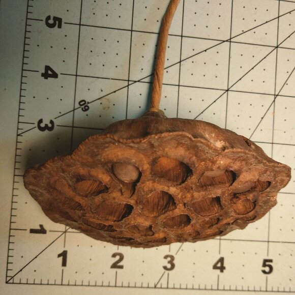Dried Lotus Pods Stems Crafts Home Floral Decor Natural Brown Lot 3 - Picture 5 of 8